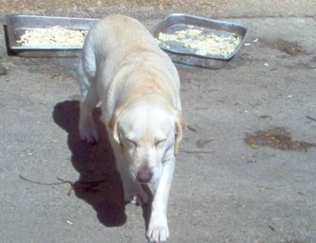 nikita