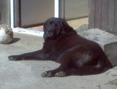 ralph