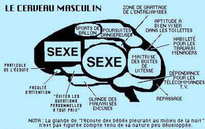 cervo masculin