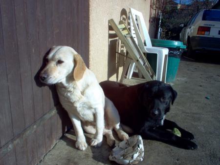 chiens